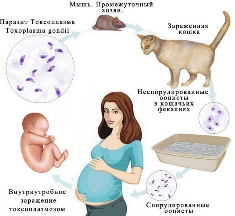 Токсоплазмоз у человека: симптомы, лечение4