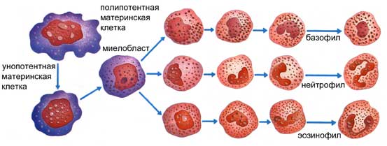 Интоксикация бензолом: симптомы, диагностика, лечение4