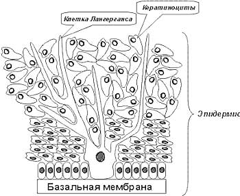 Защита от ультрафиолетового излучения: источник, средства, использование4