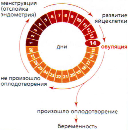 Внематочная беременность: признаки, симптомы, лечение4