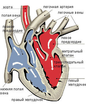 Лечение тетрады Фалло: способы, этапы, рекомендации врачей4