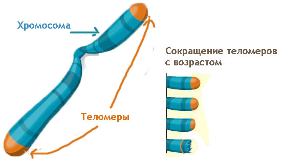 Морщинистая кожа и старение: профилактика, лечение, препараты, цена5