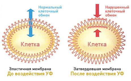 Ферментативная антиоксидантная система: методика, показания, фото5