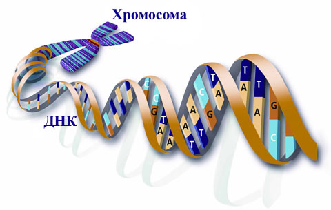 Сахарный диабет 1 типа у детей: этиология, лечение, профилактика5