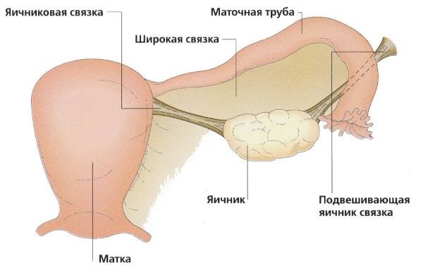 Болезненная овуляция: причины, симптомы, лечение5