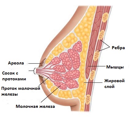 Лактостаз: причины, симптомы, лечение5