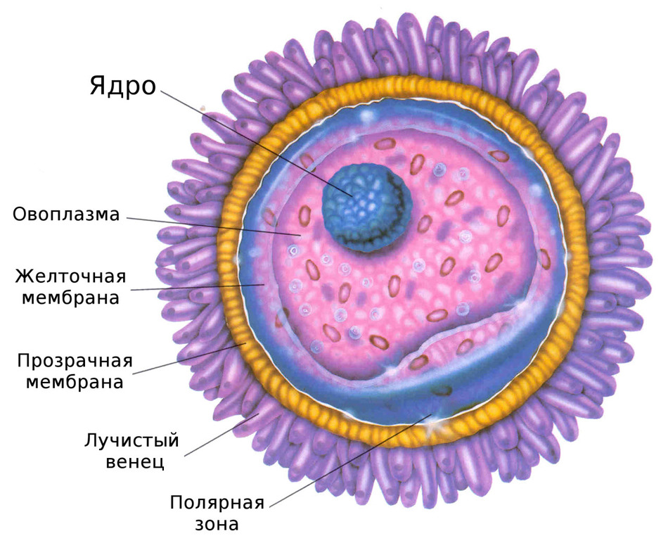 Пузырный занос: причины, симптомы, лечение5