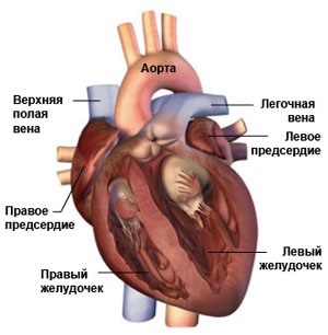 Последствия мерцательной аритмии: рекомендации врачей, лечение5