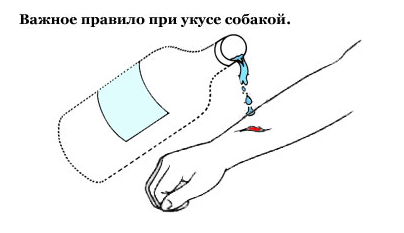 Что делать, если укусила домашняя собака5