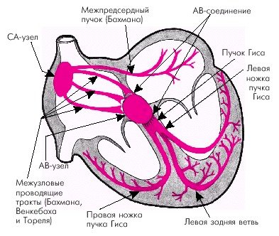 Анатомия, функция предсердий 5