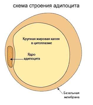 Жировик на лице: как избавиться, причины, фото, в домашних условиях5