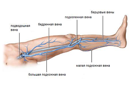 Болят вены, что делать?6