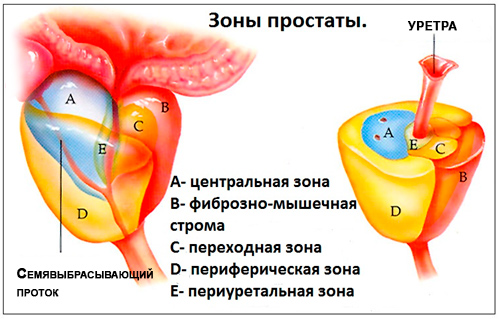 Биопсия предстательной железы и ее последствия6