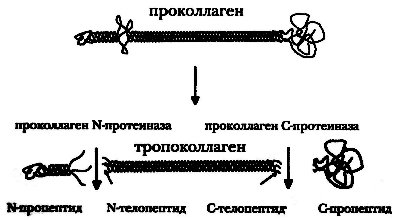 Витамин С в косметологии: инструкция, показания, применение, цена6