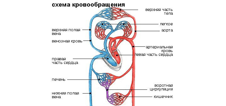 Синдром гипоплазии левых отделов сердца: диагностика, лечение6