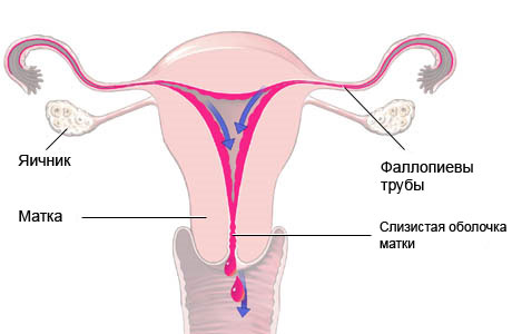 Преждевременное половое развитие: причины, лечение, рекомендации врачей7