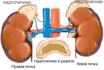 Первичная надпочечниковая недостаточность у детей: причины, симптомы, лечение7