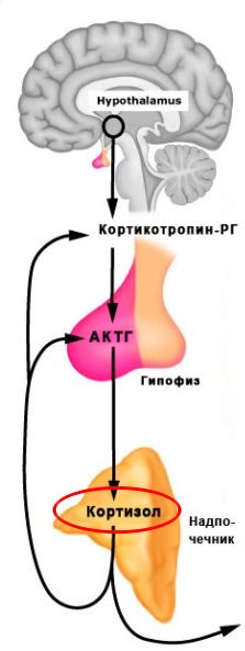 Гипогликемия у детей: причины, симптомы, лечение7