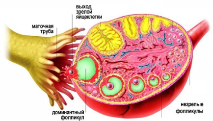 Болезненная овуляция: причины, симптомы, лечение7