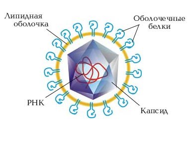 Что такое Лихорадка? Денге, Лаоса, Эбола, Желтая8