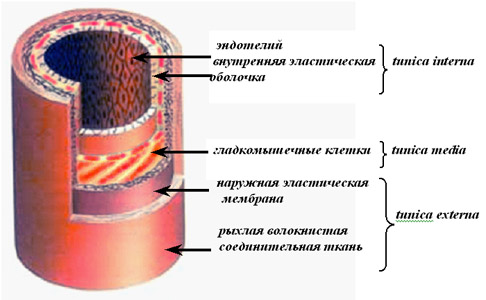 Сифилис: диагностика, лечение ртутью, последствия, фото8