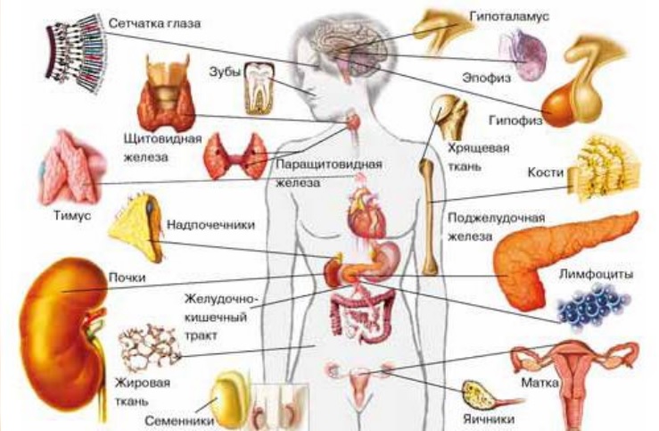 Первичная надпочечниковая недостаточность у детей: причины, симптомы, лечение8