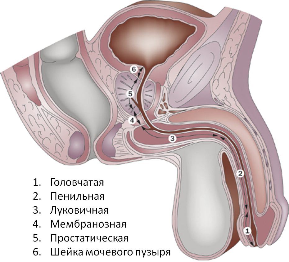 Острый гонорейный уретрит8