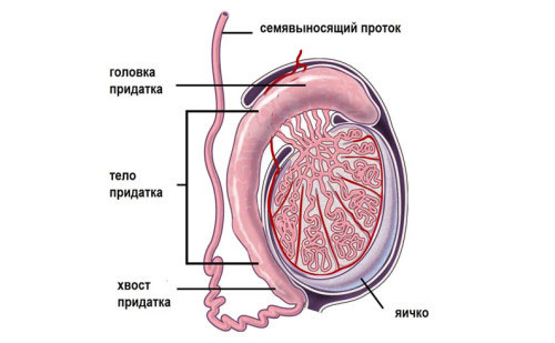 Гормоны яичка. Патологические состояния детей с недостаточностью гормона яичек8
