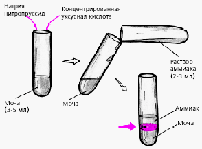 Диагностика и профилактика врожденного сифилиса 9