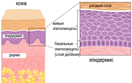 Фолликулиты: классификация, симптомы, лечение9