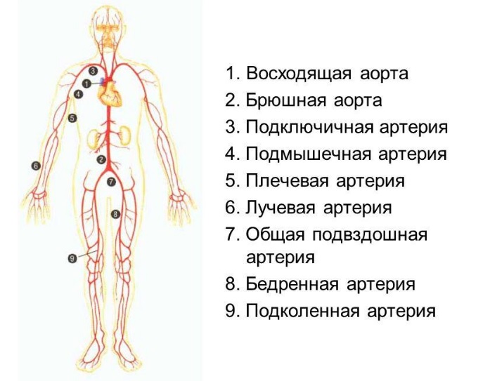 Анастомоз легочной артерии9