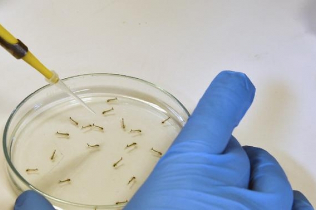 Исследование вируса Зика