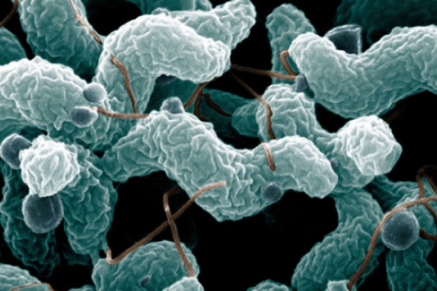 Состав клетки Состав клетки