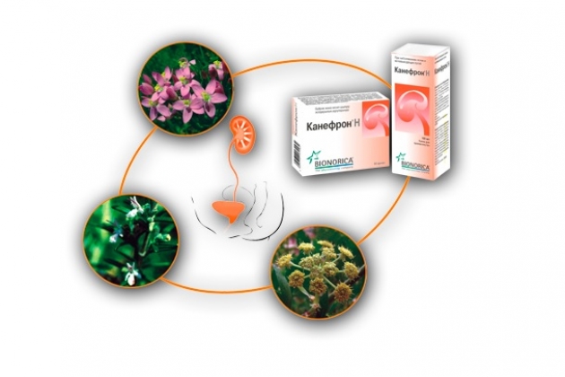 Канефрон: инструкция по применению