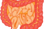 Кишечник и здоровье