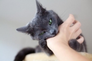 Что делать, если укусила кошка