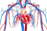 Сердечно-сосудистая система ребенка