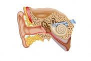 Плохо слышит ухо, причины